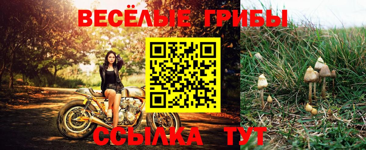 как найти закладки  Вход с VPN  Темрюк  Галлюциногенные грибы мицелий 
